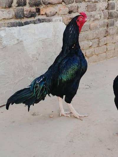 Lasani Breeder { One eye }