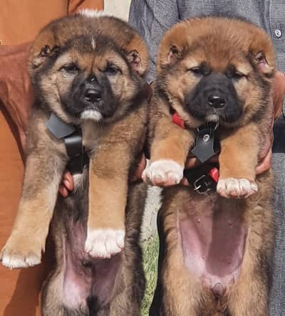 Afghan Kuchi | pure Afghan Kuchi puppies pair | Afghan Kuchi dog