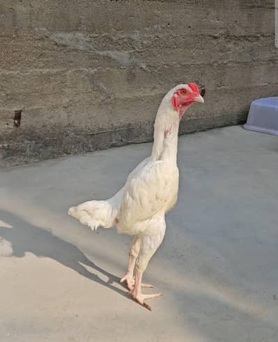 KO shamo Male available