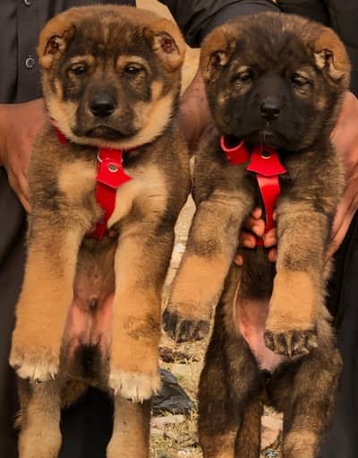 Afghan Kuchi | Turkish Kangal | Security Dog | Afghan Kuchi For Sale