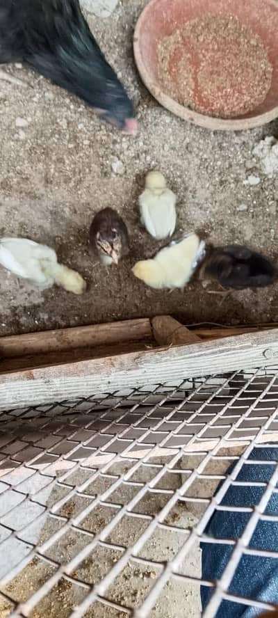 Aseel Chicks 5