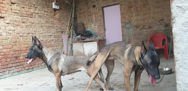 working line belgian malinois