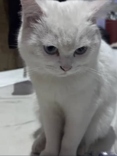 Pure White Persian Cat | Neutered | Litter Trained | Active
