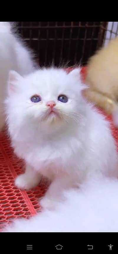 Quality Persian Punch face cat & kitten is03062848895Whatsapp
