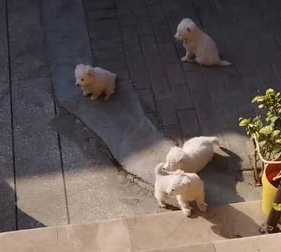 6-Week-Old 4 Russian Breed Puppies for Sale