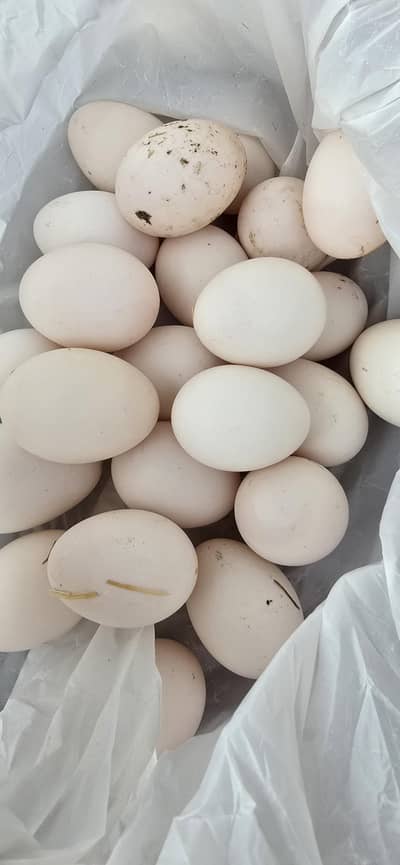 duck eggs