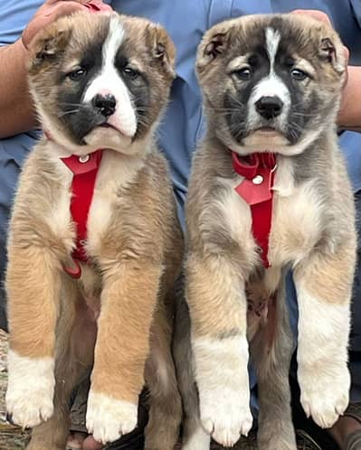 Alabai Dog|King Alabai |Alabai puppy|Alabai |Alabai pair price : 35k
