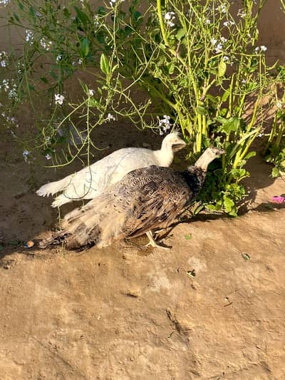 Black shoulder Male | White madi | Moor for sale