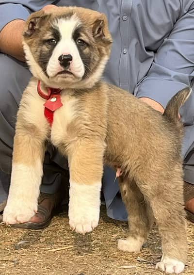 Alabai Dog | King Alabai | Alabai puppy |Alabai | Alabai