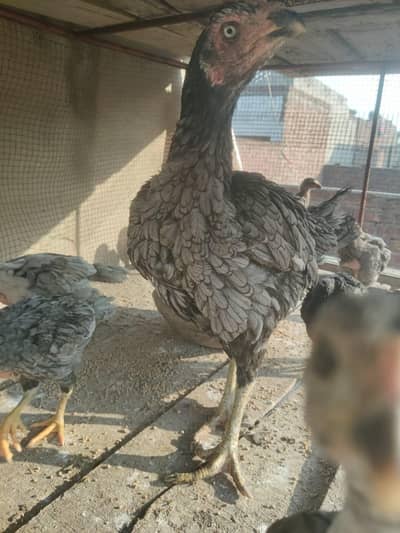  Top Quality Thai × Shamo Cross Chicks & Hen Available 