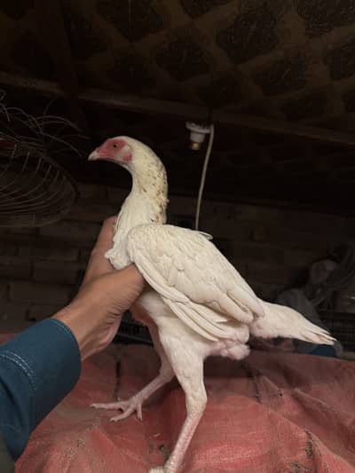 Madi for sale.  White nok nali ma