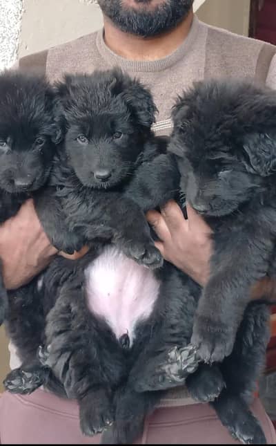 Black German shepherd Long Coat Female  pup