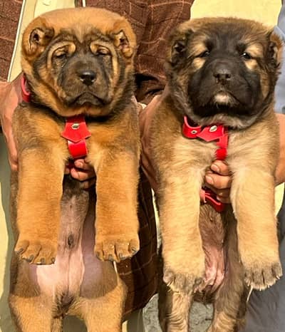 Kangal | Turkish Kangal | Kangal puppies | puppy | dog for sale