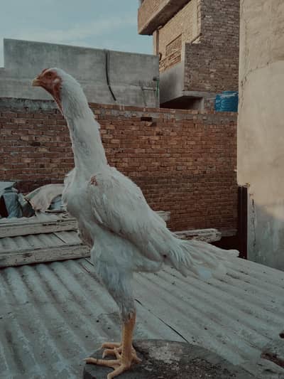 paper white German shamo pair