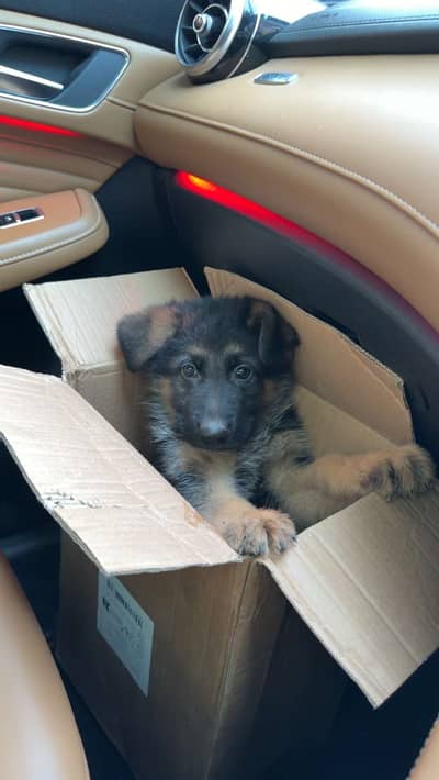 German baby for sale