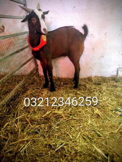 Khassi Bakra Tapra codo