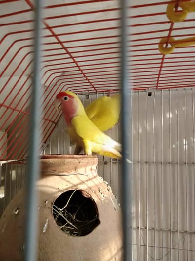 lotion jumbo size pair