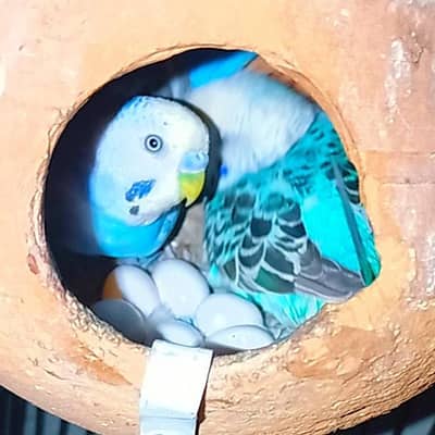 Budgie Breedar Pairs with eggs and matki 03008658689 Australian Parrot