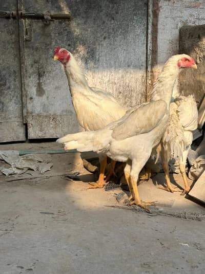 trio set white shamo