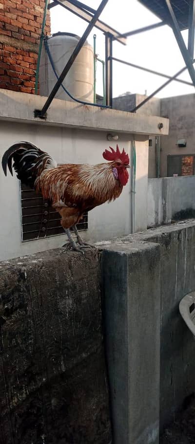 hens, cage and incubator for sale