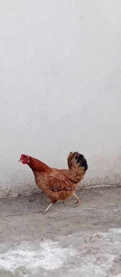 hens, cage and incubator for sale