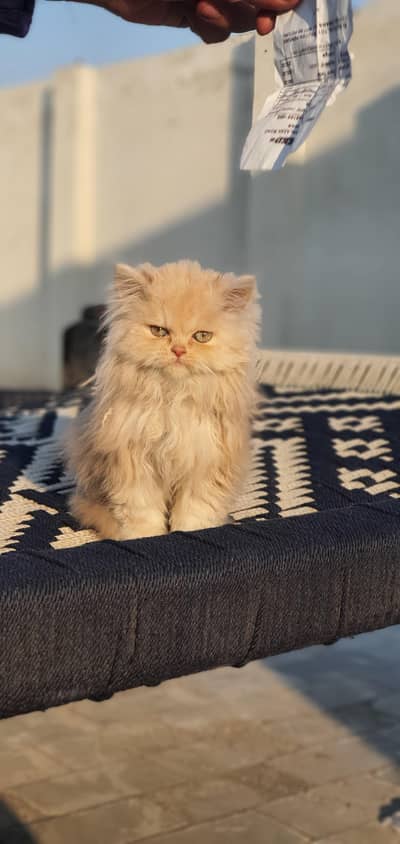 Kitten Punch Face Triple Coated Persian.