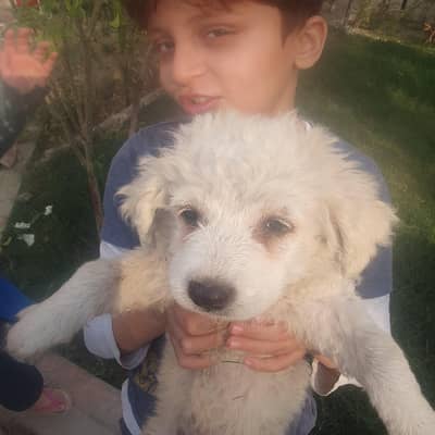 Maltese/poodle /puppies