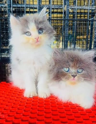 Punch face kitten for sale   WhatsApp, 03126762031