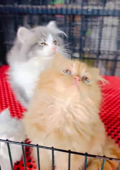 Punch face kitten for sale   WhatsApp, 03126762031