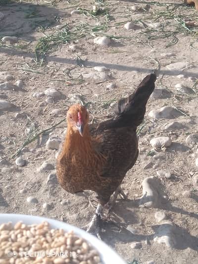 Soon valley Noushehra Whatsapp (03032413101)