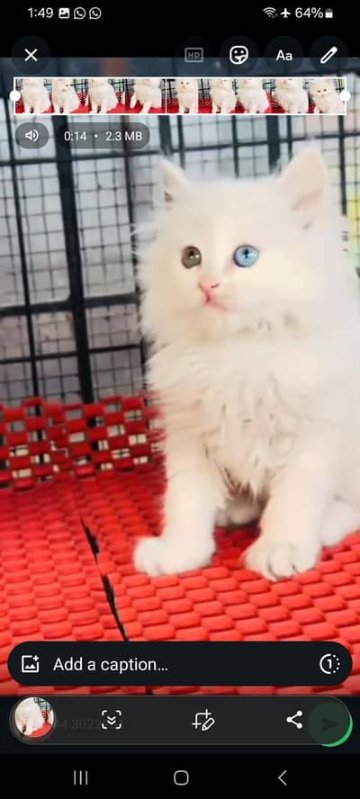 Persian cat kitten for sale. My WhatsApp 03472175246