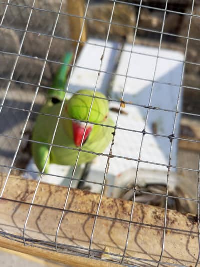 Kashmiri raw parrot for sale