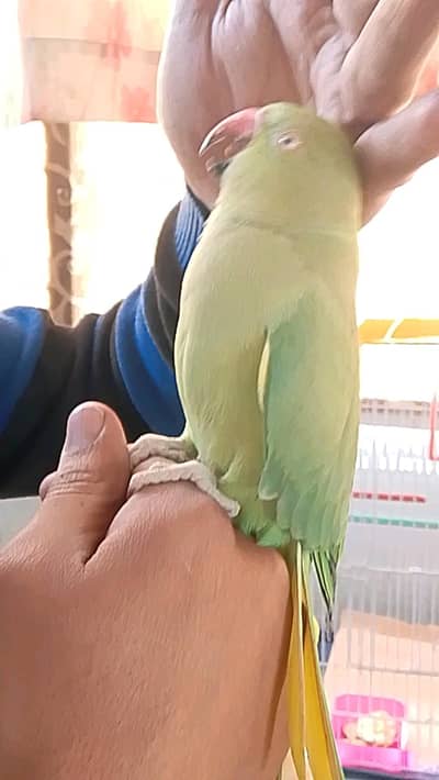 Gree parrot salam karny wala