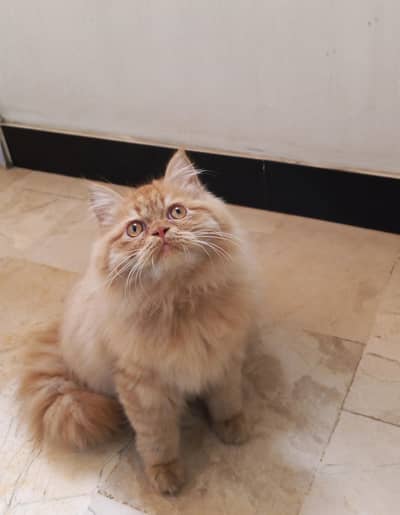 pure Persian kitten available. ,.