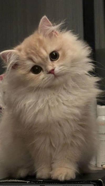 beautifull cat