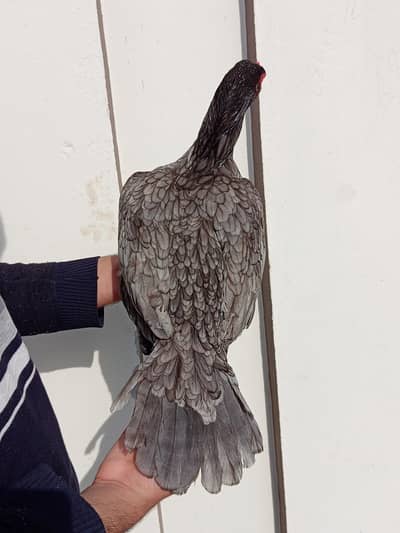 Quality breeder female or patha ha