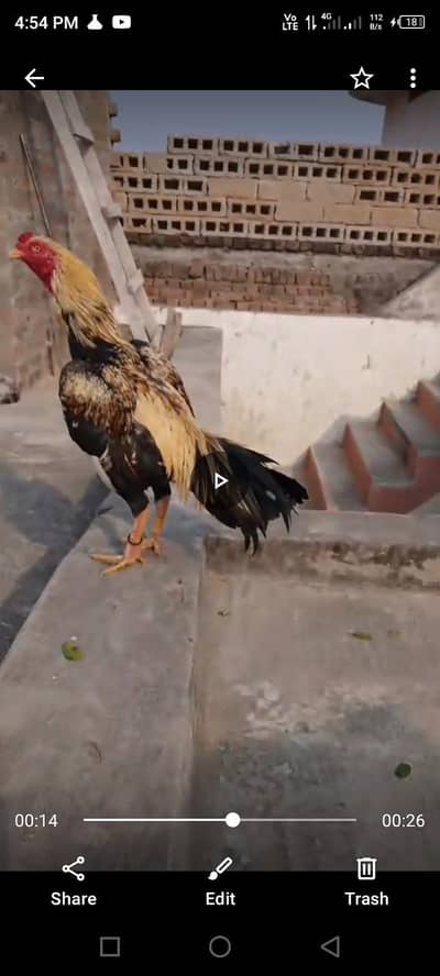 jawa murgha for sale location jhelum price 10000