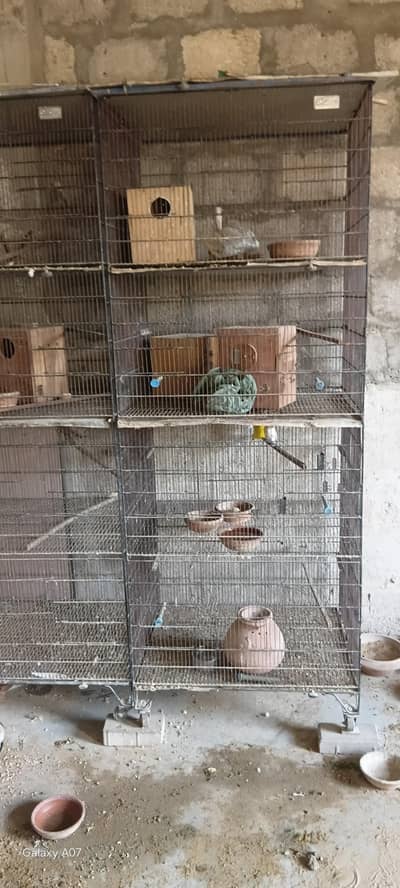 Cage bird and pegion