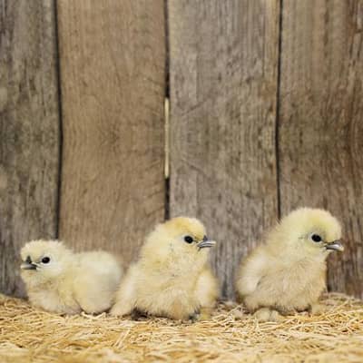 silkie white chicks