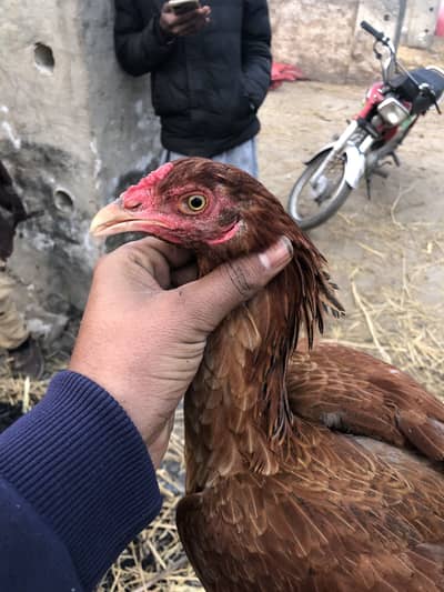 3 pess 10000 mea bari offers