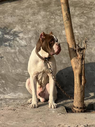 American Bulldog Male 03260404534