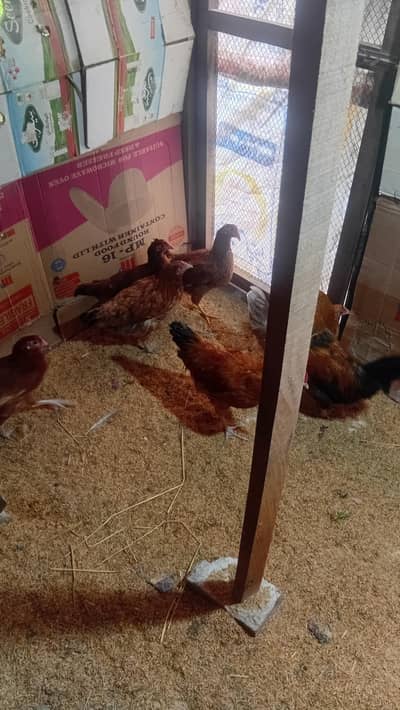 lohman 3 pic desi misri 6 pic  2 murgy available hi