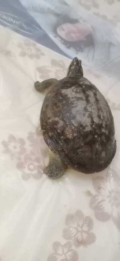 Indian flapshell turtle