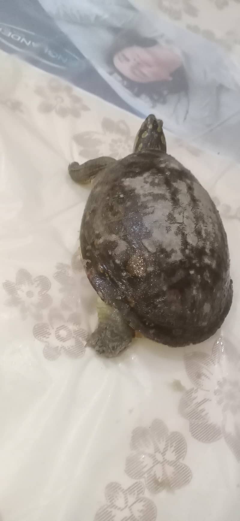 Indian flapshell turtle 0