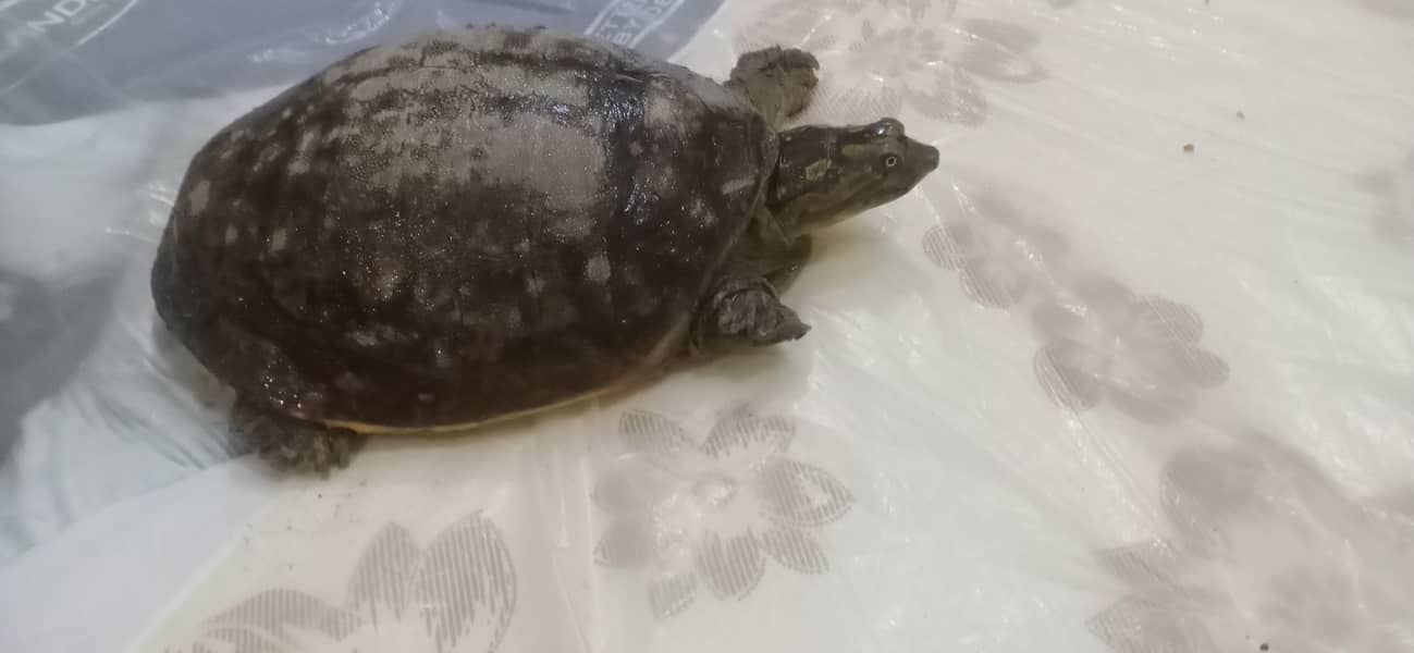 Indian flapshell turtle 1