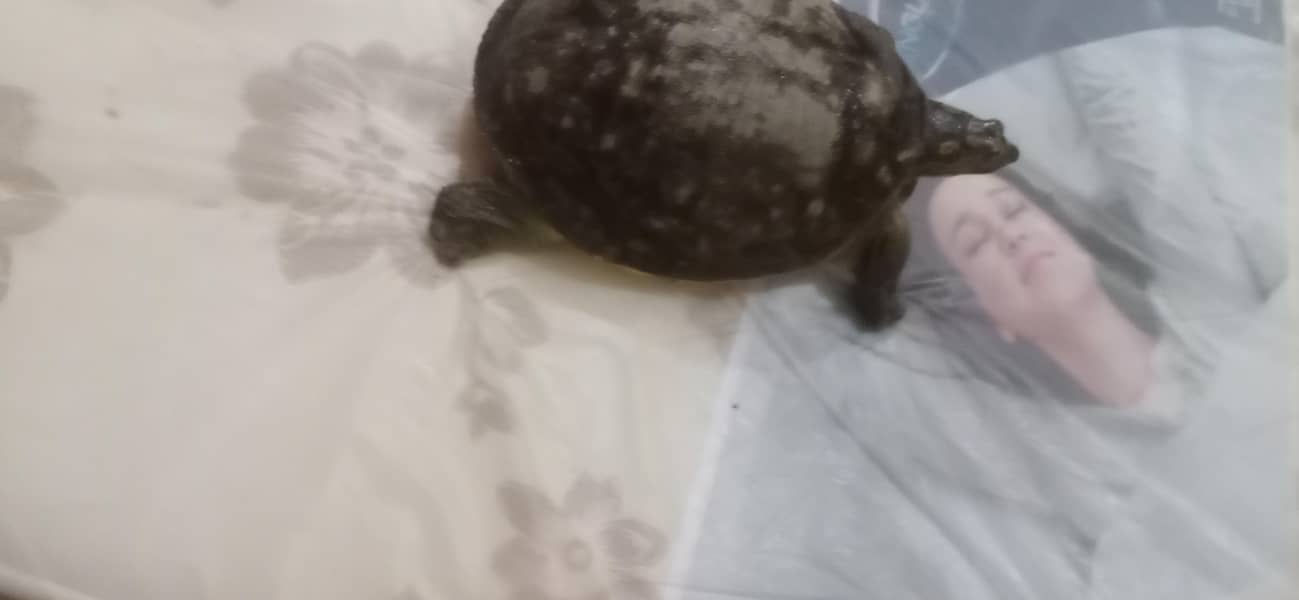 Indian flapshell turtle 2