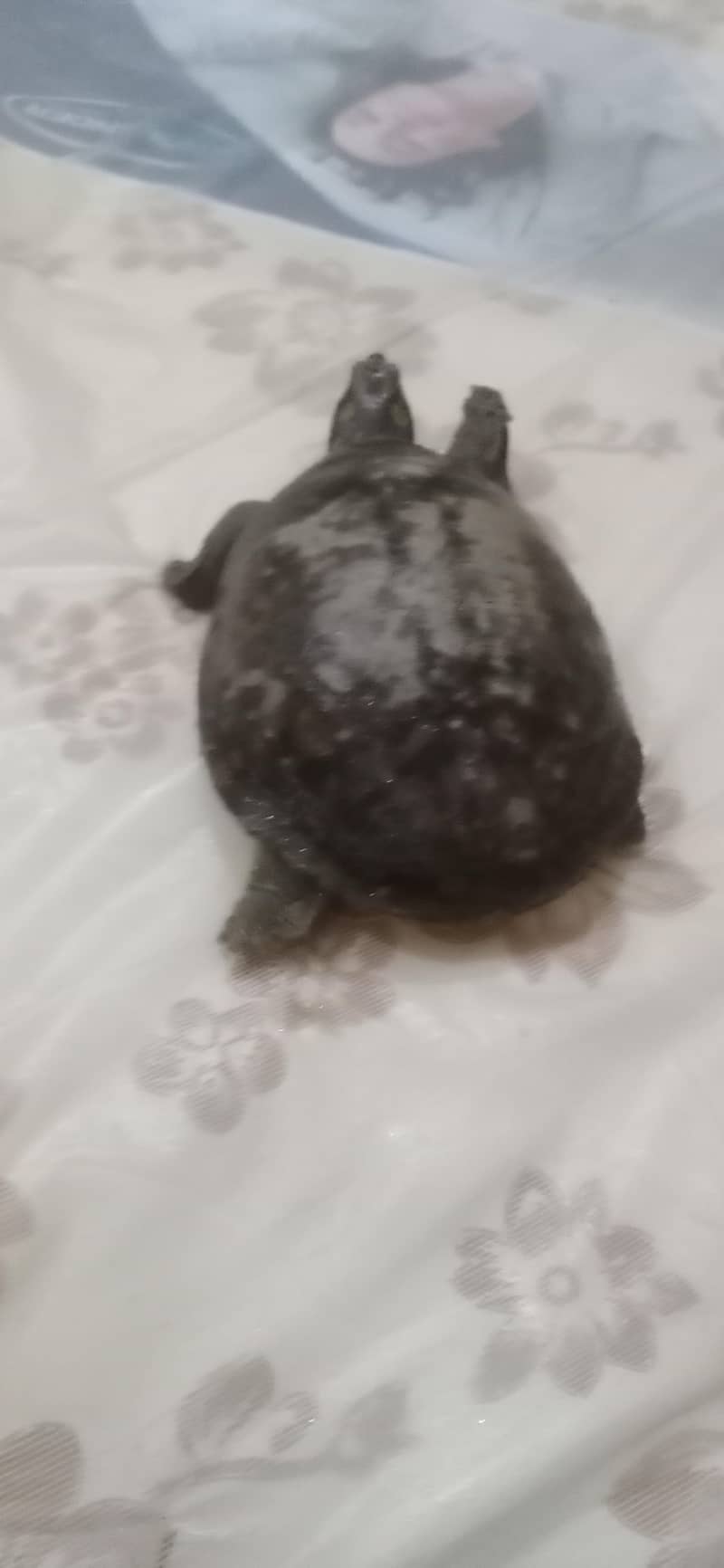Indian flapshell turtle 3
