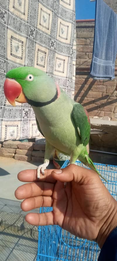 maill raw Paroot full taking hen tem  30000   03142868474