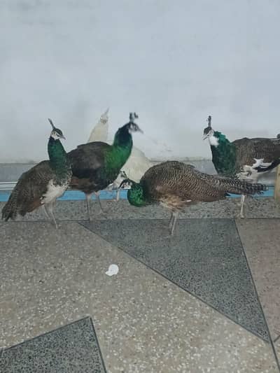 pied Male and whit female