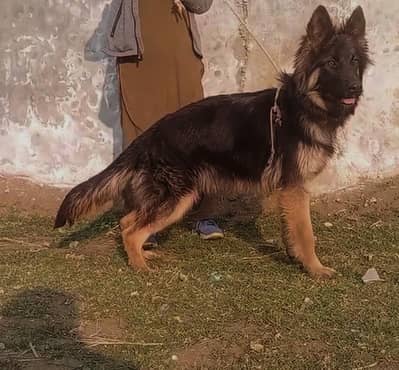 German Shepherd female puppy available 4 month age for sale